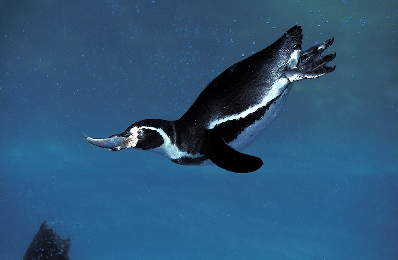 Images Of Penguins Eating