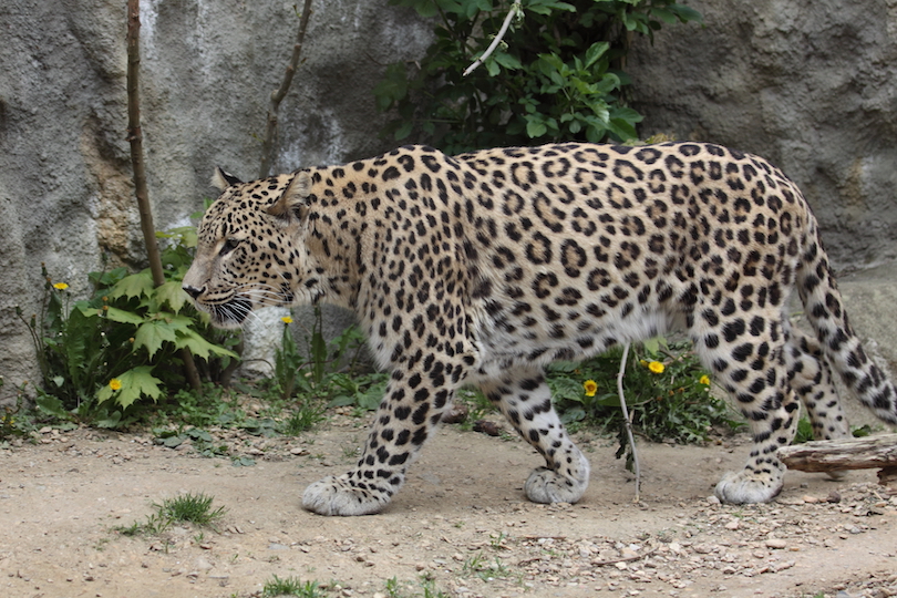 Persian leopard