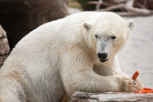 What Do Polar Bears Eat?