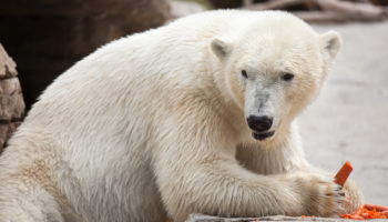 What Do Polar Bears Eat?
