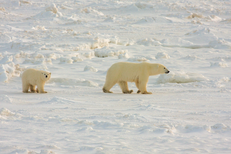 Polar Bear Cub