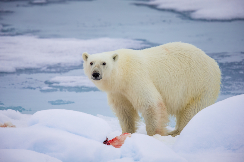 Polar Bear Eating