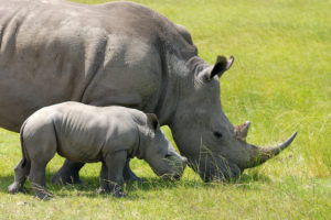 What Do Rhinos Eat?