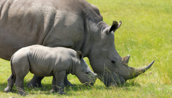 What Do Rhinos Eat?