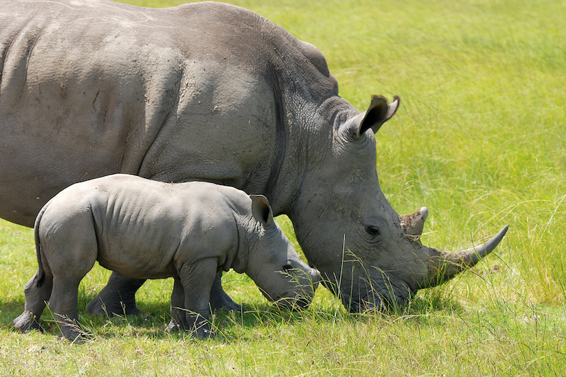 What Do Rhinos Eat? Discover the Rhinoceros Diet (with Photos