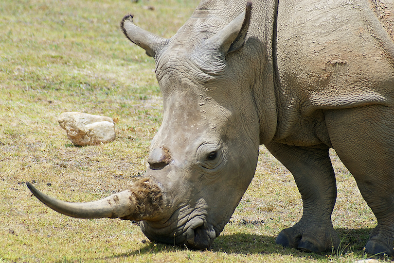  Consommation de rhinocéros 