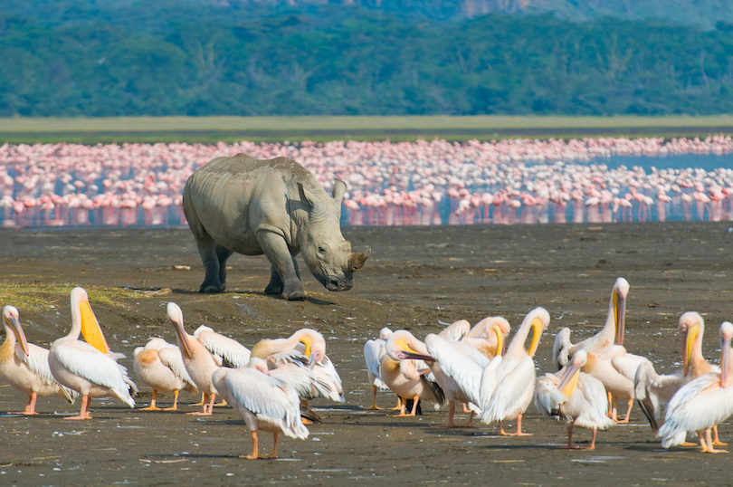  Lac Rhinocéros 