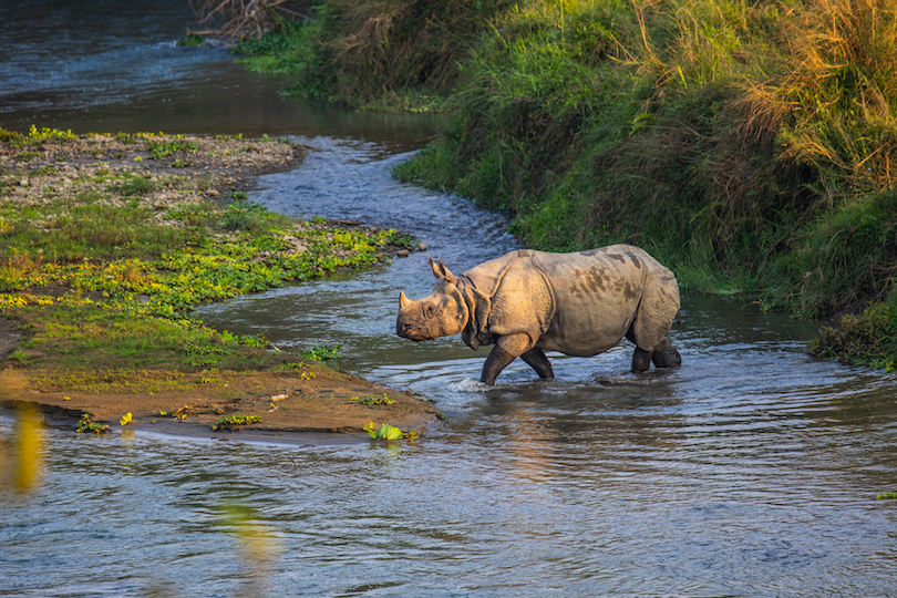  Rhino Nepal 