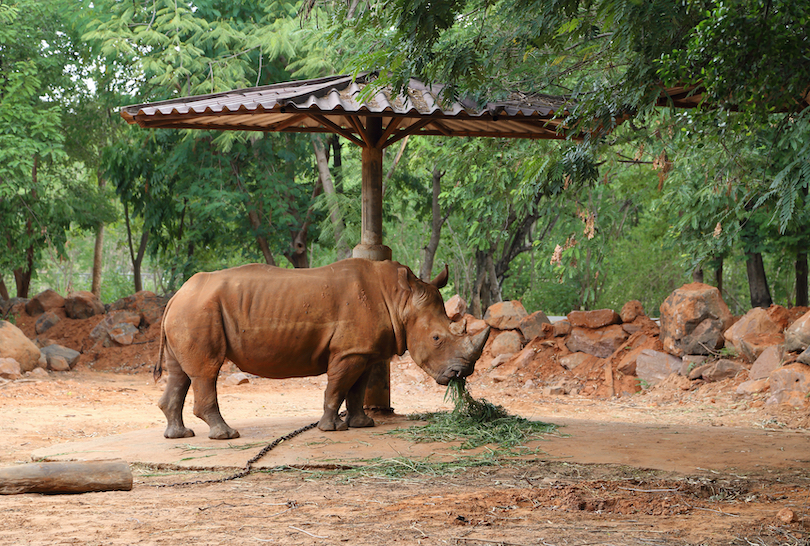  Zoológico de rinocerontes