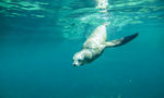 What do Sea Lions Eat?