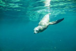 What do Sea Lions Eat?