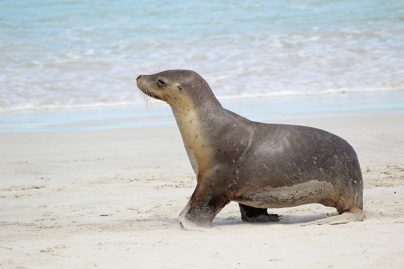 What Eats Sea Lions - Daune Eolande