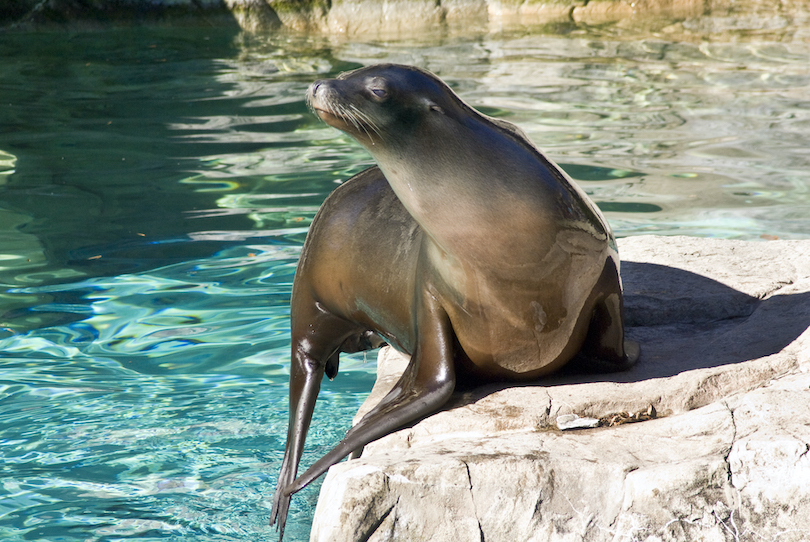 Sea Lion Zoo