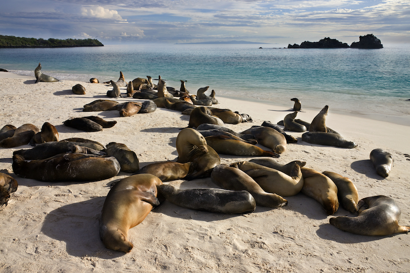 Sea Lions