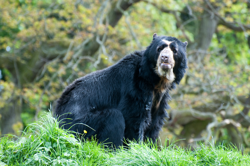 Spectacled Bear