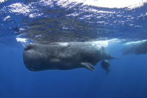 What Do Whales Eat?