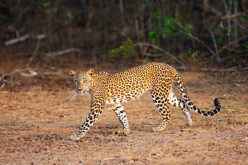 types of leopards list