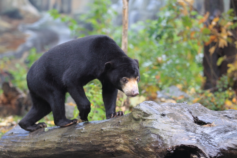 Sun Bear