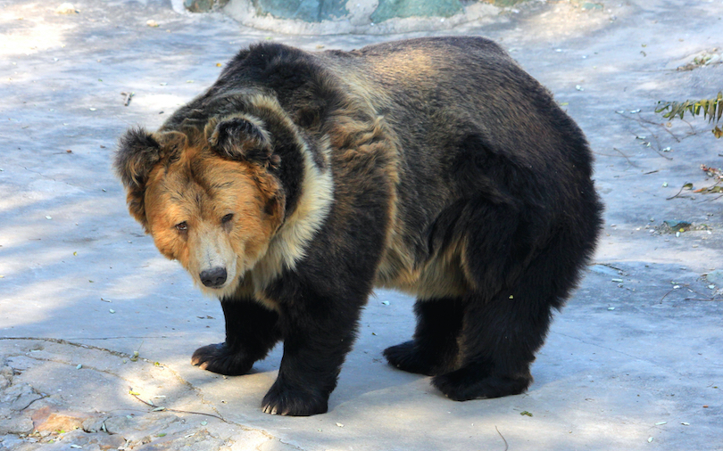 Tibetan Blue Bear