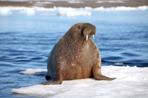 What Do Walruses Eat? Discover the Walrus Diet (with Photos) - WildlifeTrip