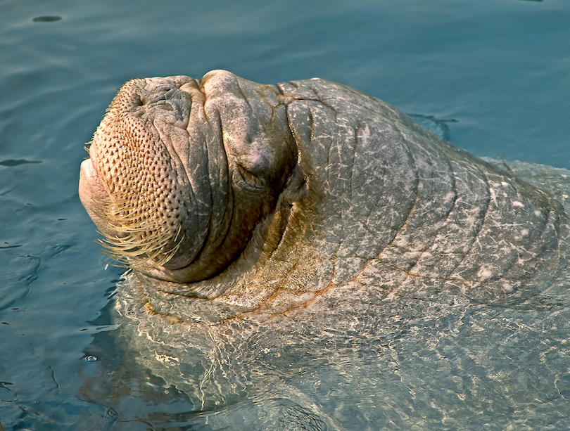 Walrus Closeup