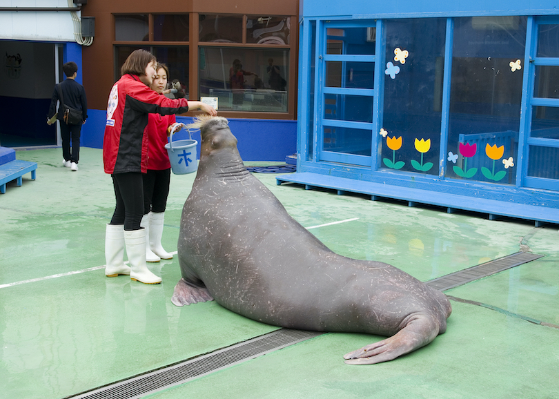 Walrus Feeding