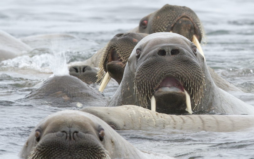 Walrus Group