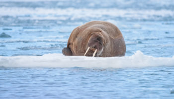What Do Walruses Eat?