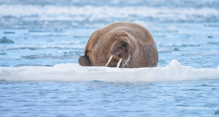 What Do Walruses Eat?