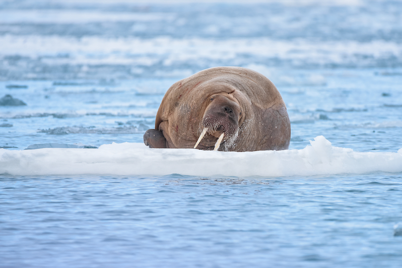 Walrus Ice