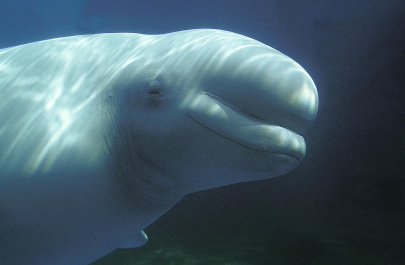 Beluga Whale