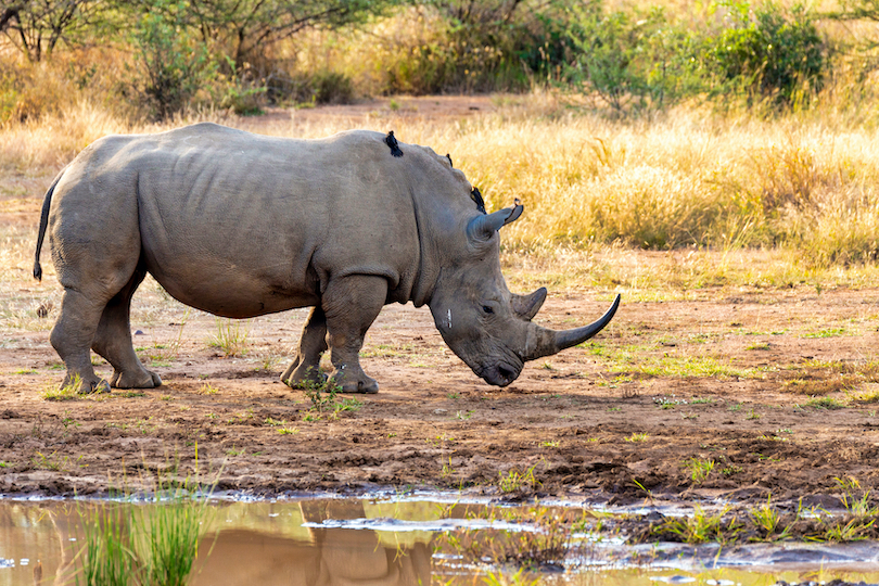 White rhinoceros