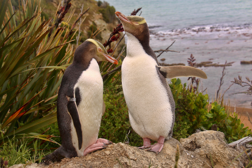 Yellow-eyed penguin