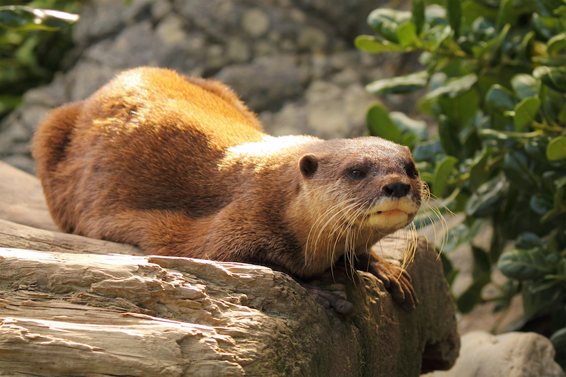 African clawless otter