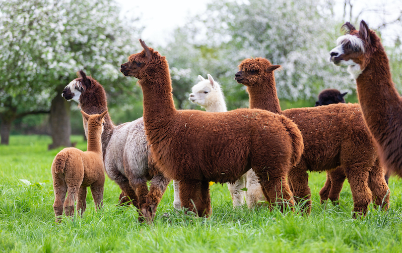 Alpaca