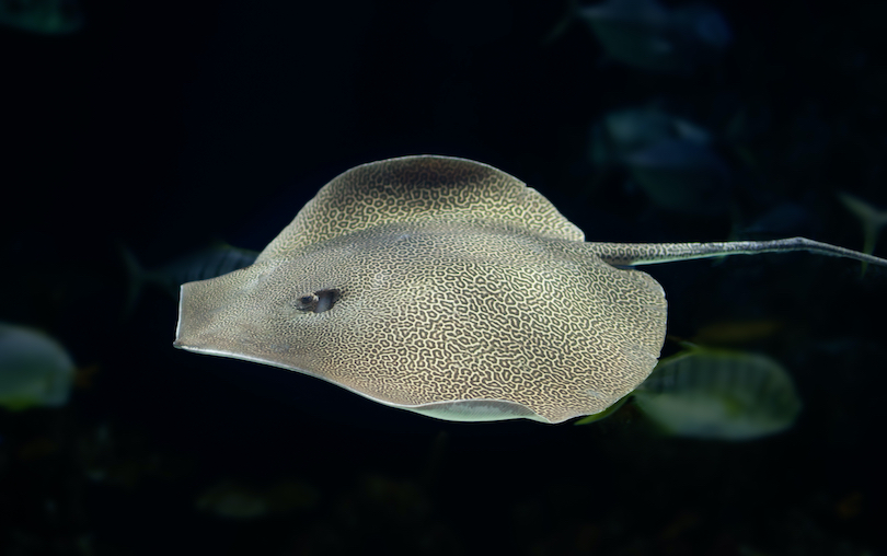 American round stingray