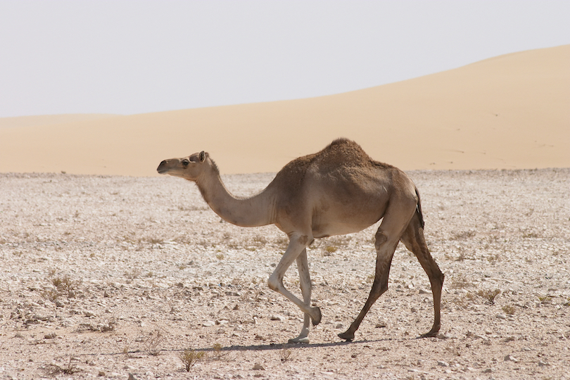 Arabian camel