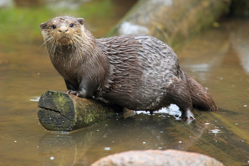 Asian small-clawed otter