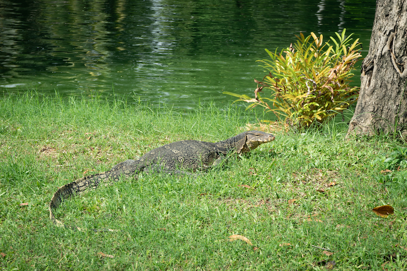 Asian water monitor