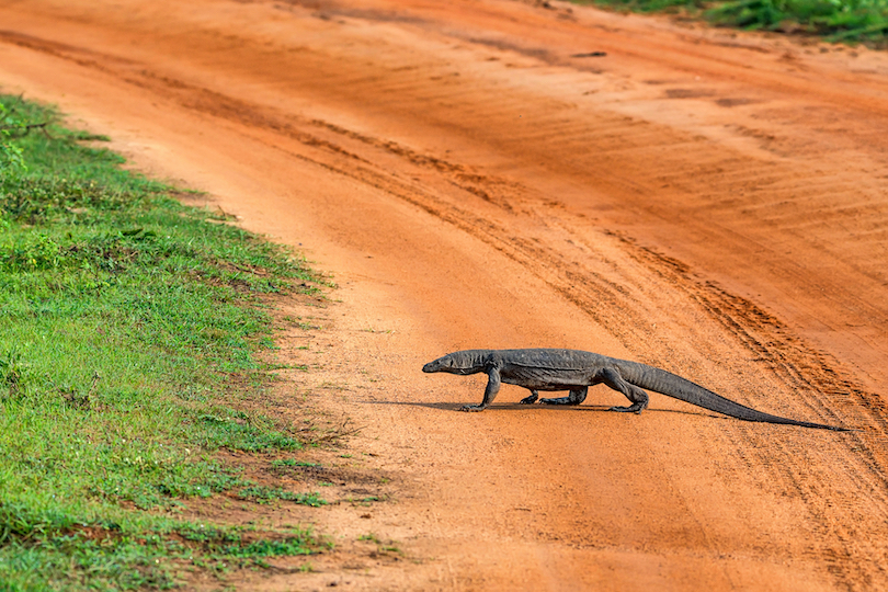 Bengal Monitor