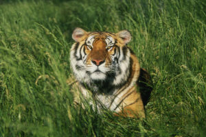 Types of Tigers
