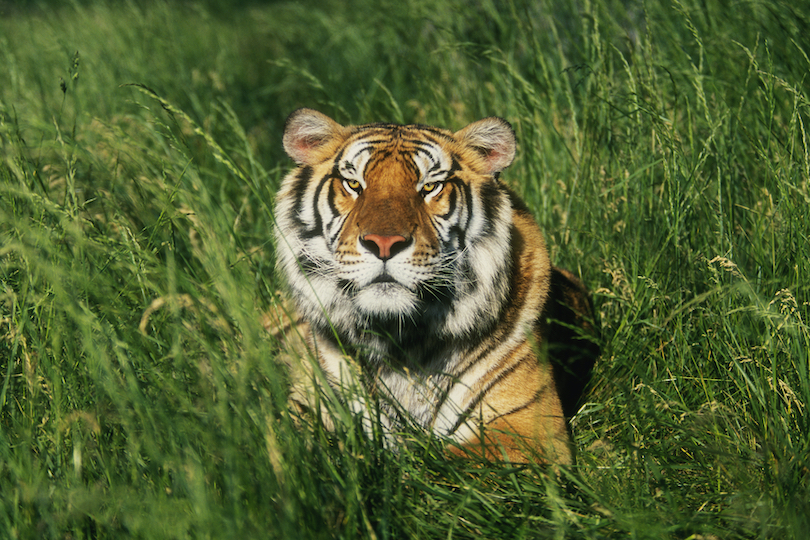 Different Types Of Tigers Found In The World