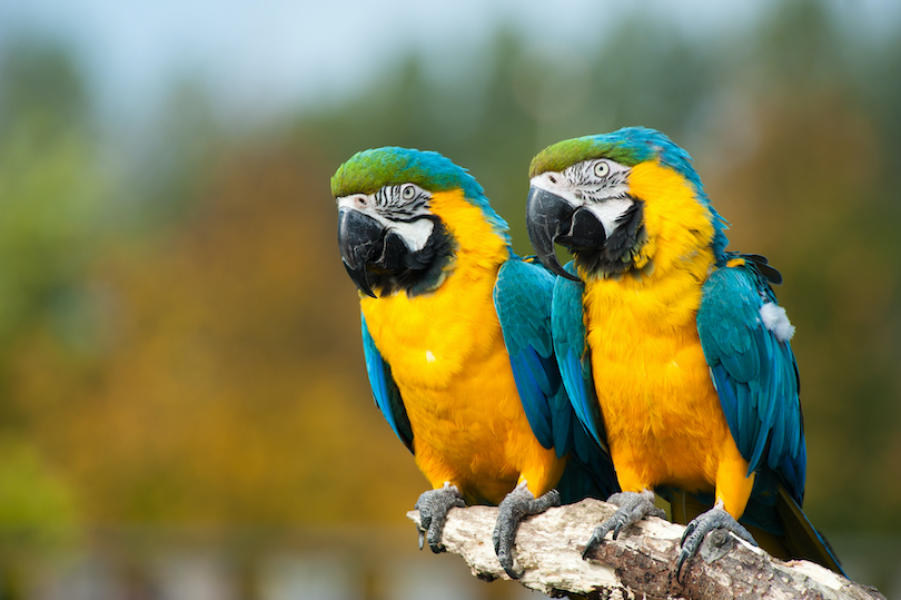 Blue-and-yellow macaw