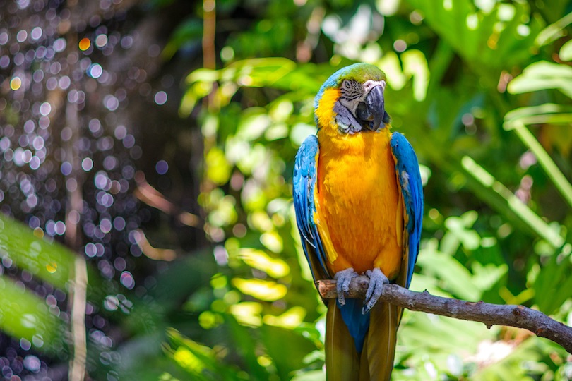 Blue-throated macaw