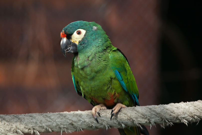 Blue-winged macaw