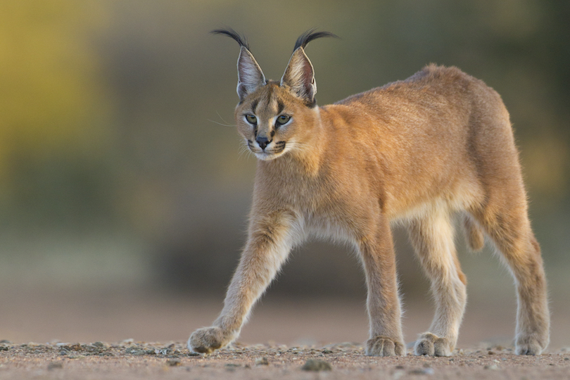 Caracal