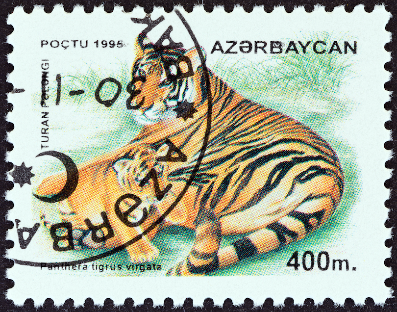 Caspian tiger