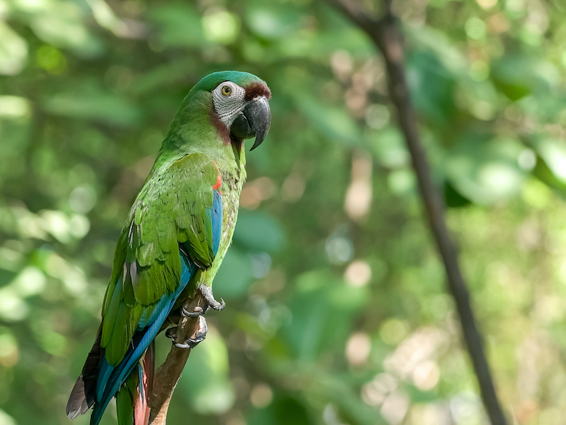 Chestnut-fronted macaw