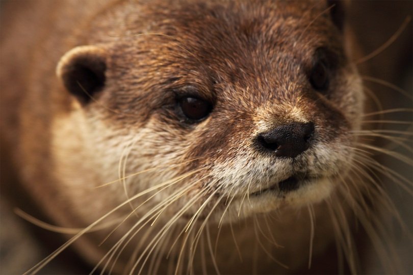 Congo clawless otter