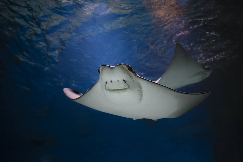 Cownose ray